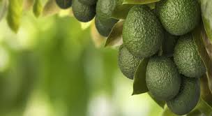 aguacate