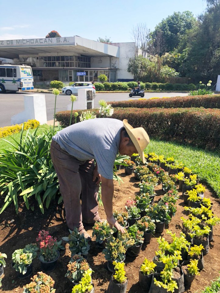 13 BOLETÍN PLANTAS AVENIDAS Y CALLES (2)
